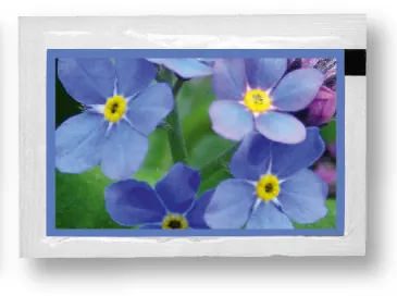 Samentütchen Vergissmeinnicht 80 x 55 mm