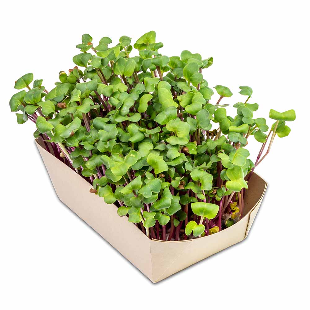 Microgreens-Gärtchen