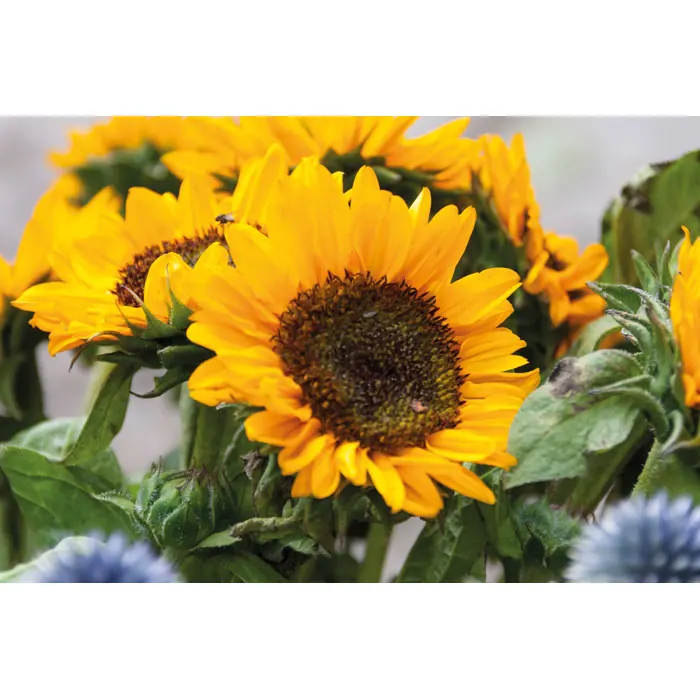 Samen Sonnenblumen