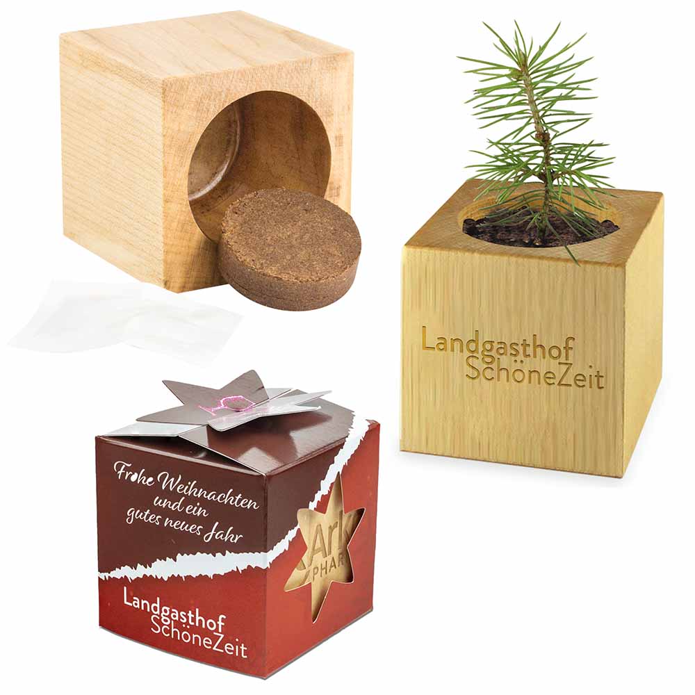 Pflanz-Holz Star-Box Xmas mit Fichtensamen