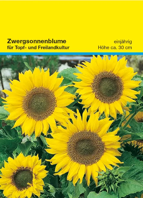 Samentütchen Zwergsonnenblume 82 x 114 mm