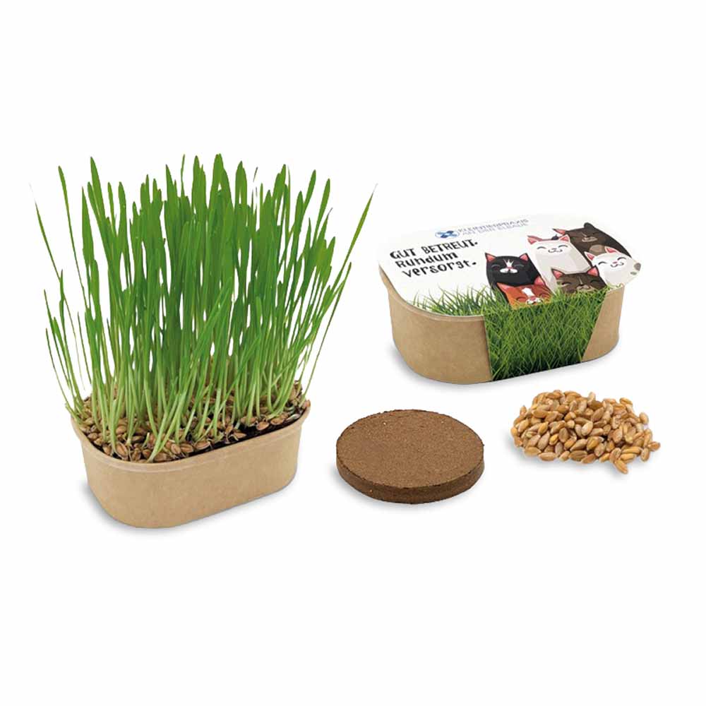 Katzengras Pflanzset - Katzengras