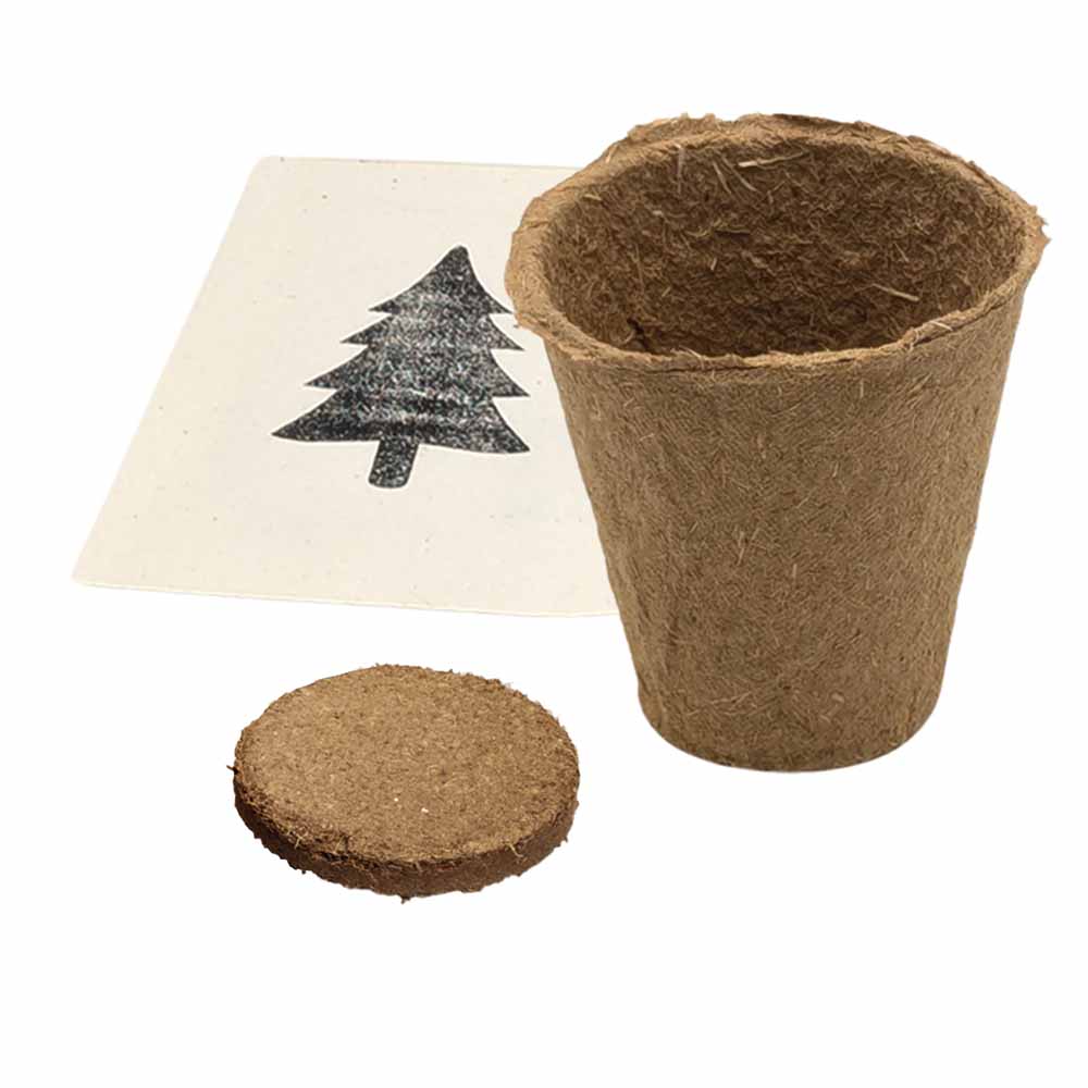Tannenbaum Pyramide - Samenset - Rotfichte