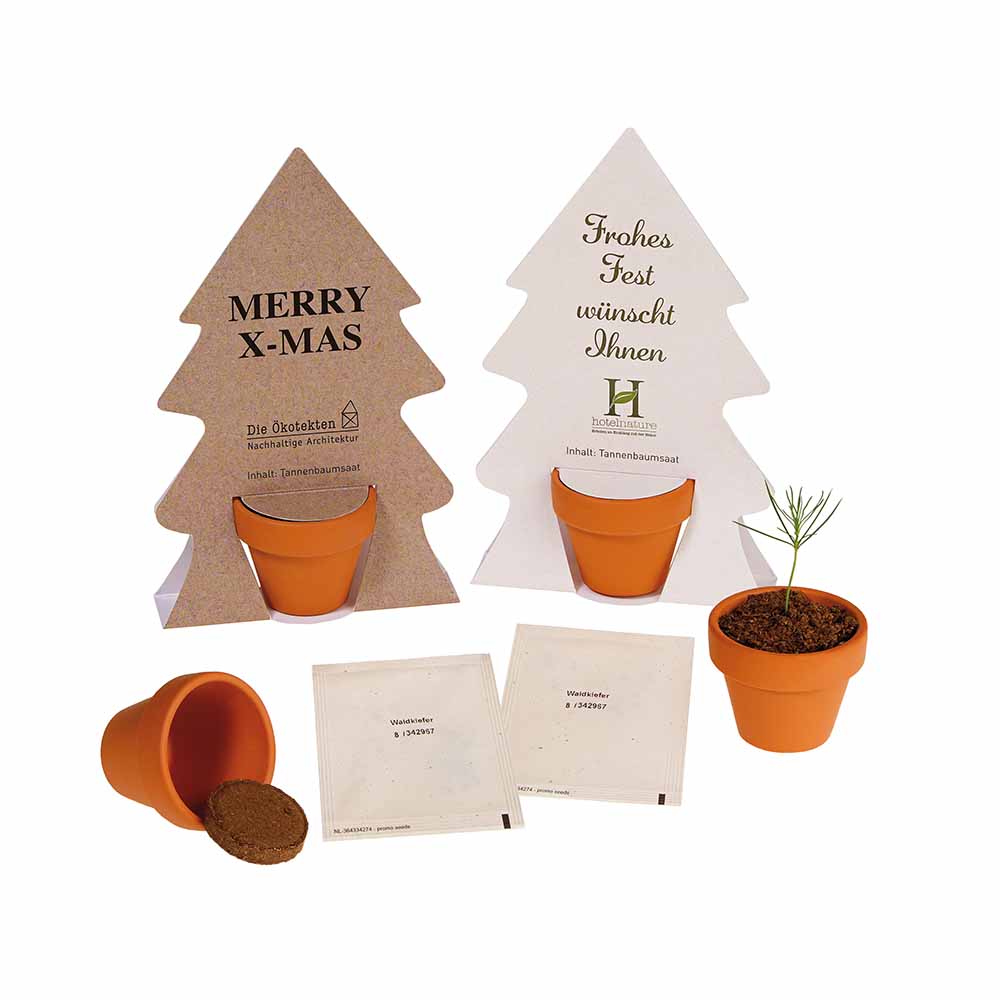 Tiny Tree - Samenset - Rotfichte
