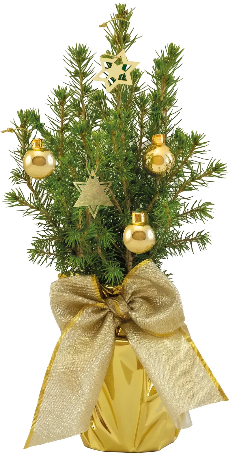 Gold-Bäumchen 20-30 cm