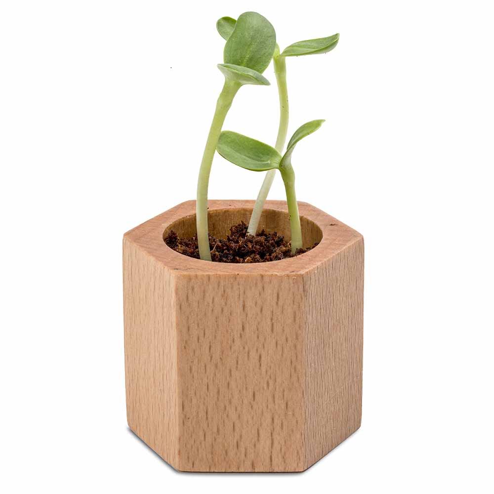 Pflanz-Holz Hexagon mit Samen - Ostern
