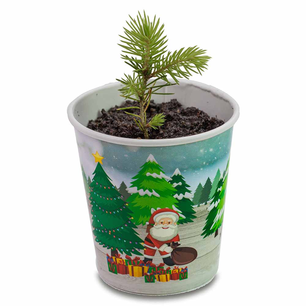 Weihnachtsbaum To-Go