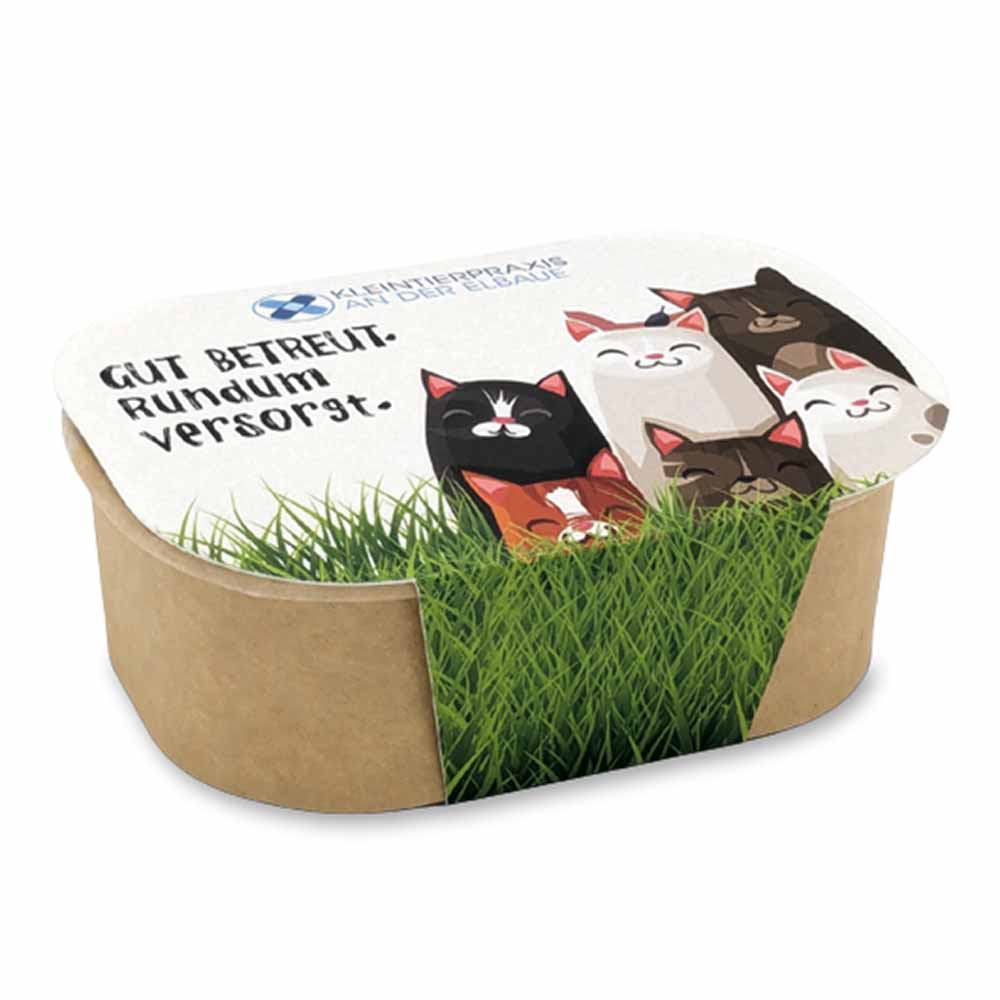 Katzengras Pflanzset - Katzengras