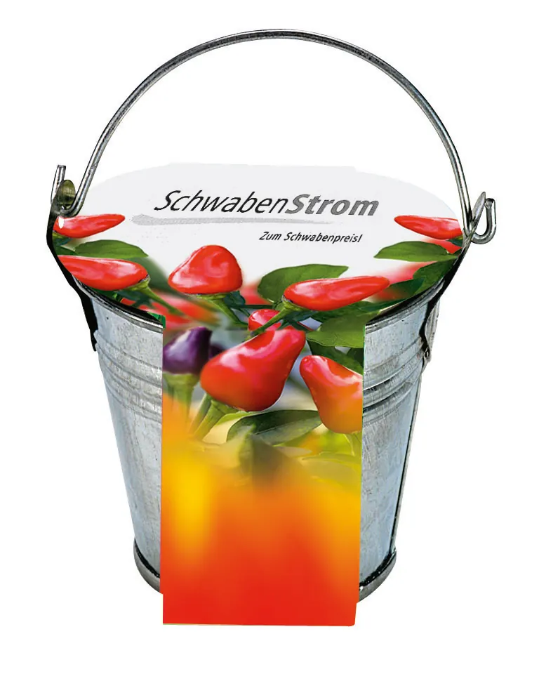 Zinkeimerchen Chili