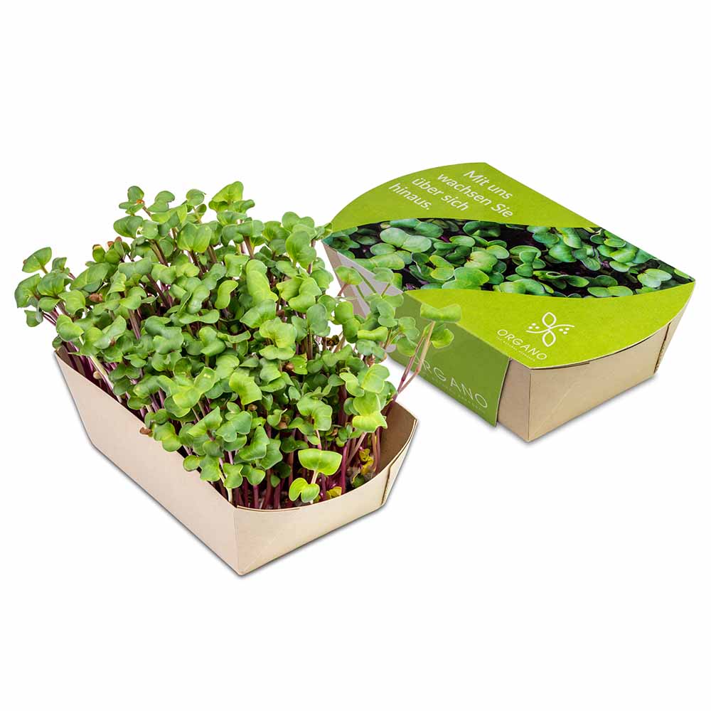 Microgreens-Gärtchen