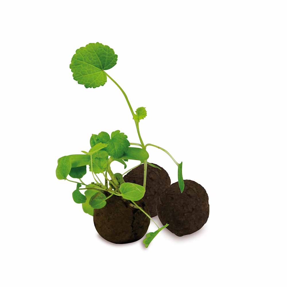 Sixpack - Flower-Balls Midi mit Samen mit Samen