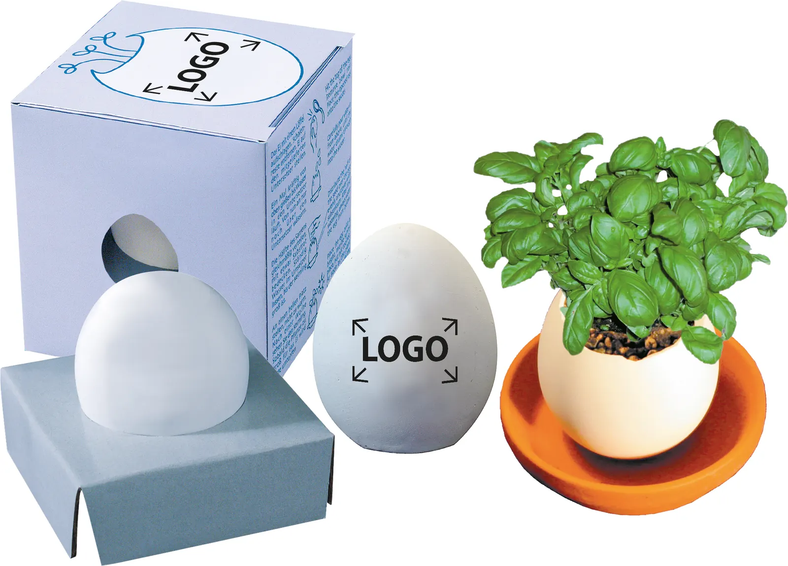 Wachsendes Tamago Zwergsonnenblume