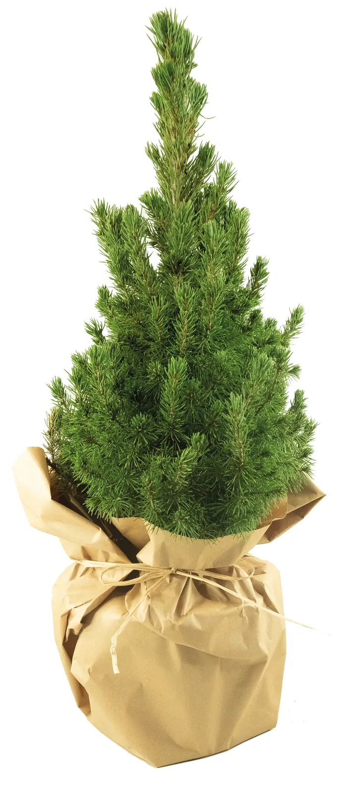 Natur-Bäumchen 35-45 cm
