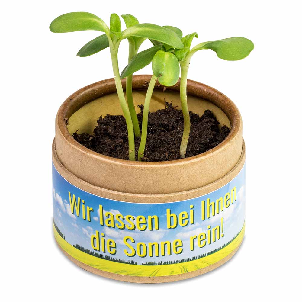 Pflanz-Cup mit Samen