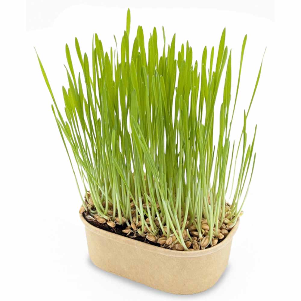 Katzengras Pflanzset - Katzengras
