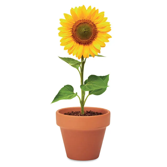 Terracotta-Topf Sonnenblume