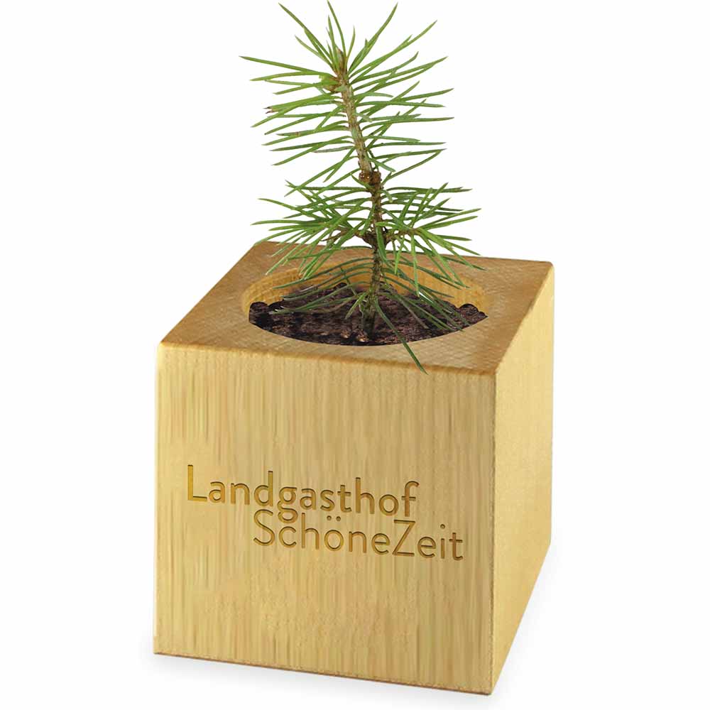 Pflanz-Holz Maxi Xmas mit Fichtensamen