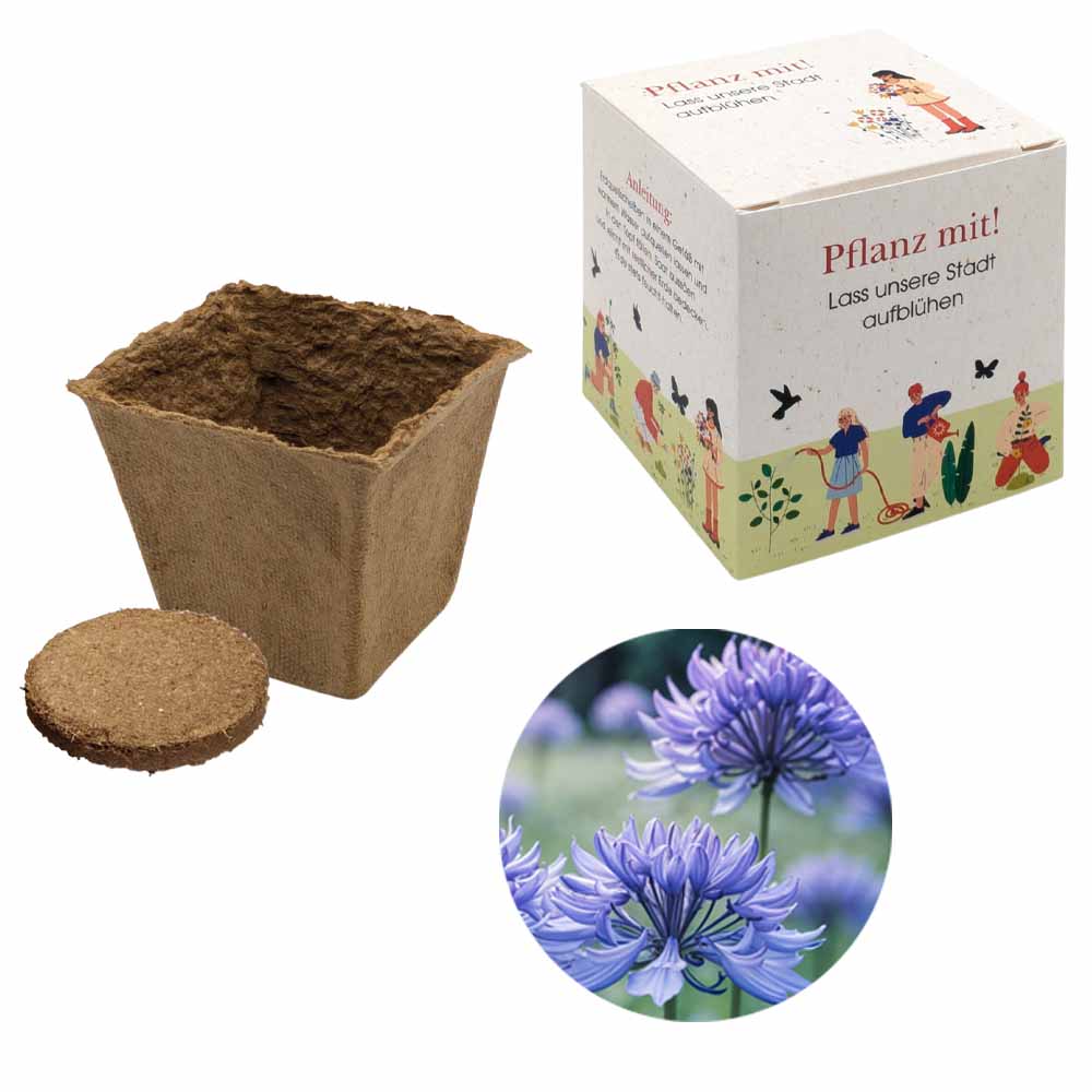 Würfel Samenpflanzset (groß)