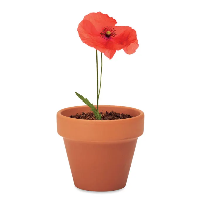 Terracotta-Topf Mohnblume
