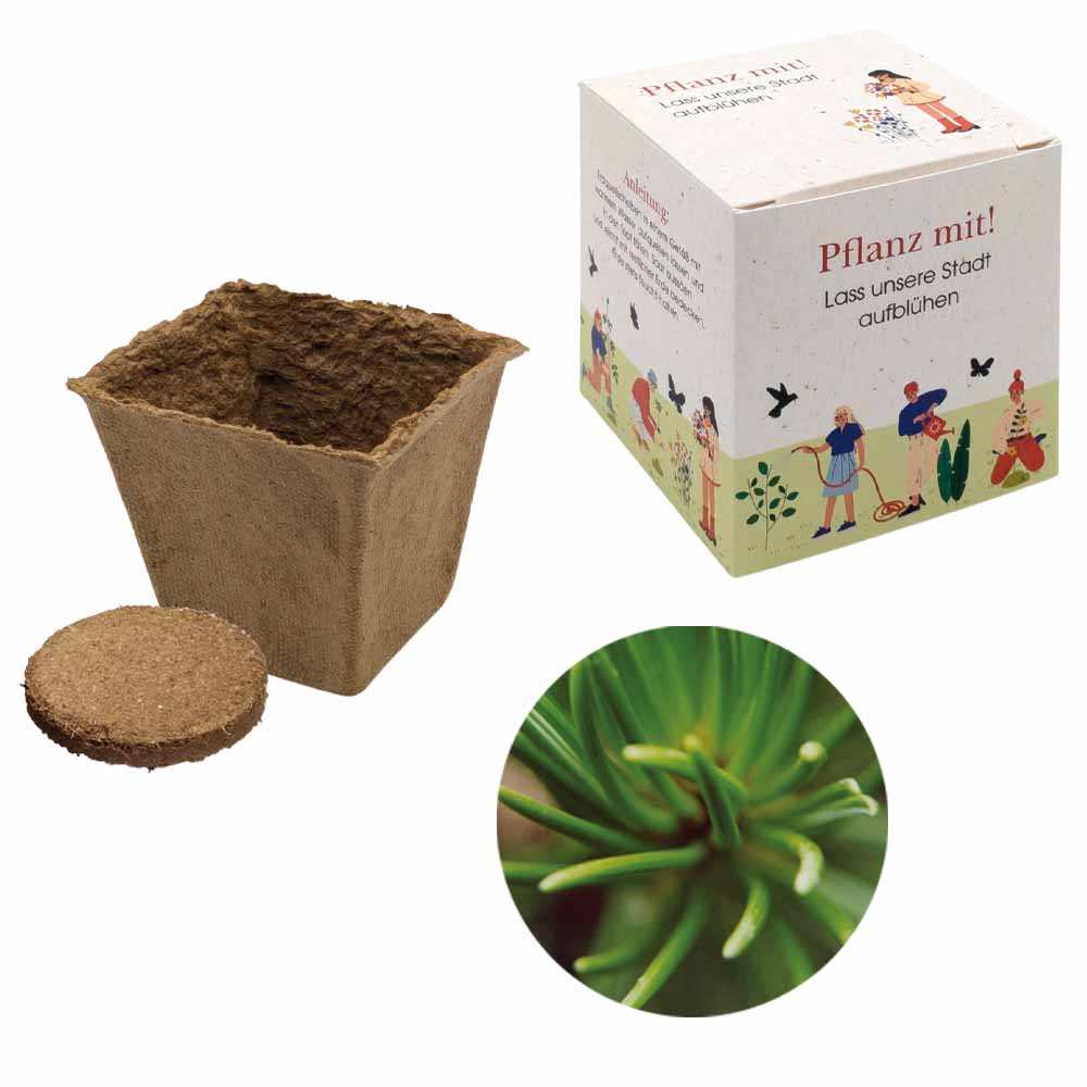 Würfel Samenpflanzset (groß)