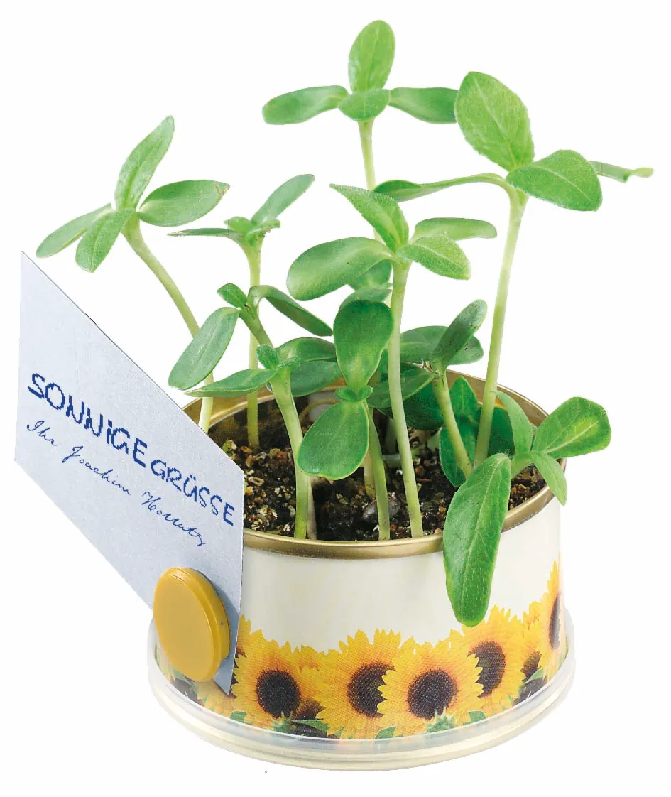 Minigarten Sonne mit Magnet