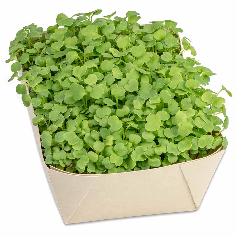 Microgreens-Gärtchen