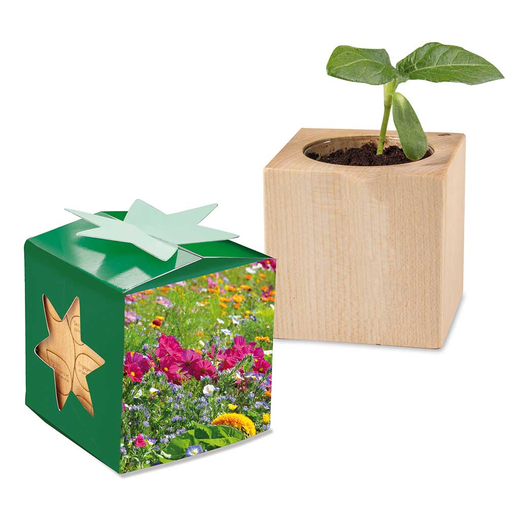 Pflanz-Holz Star-Box mit Samen