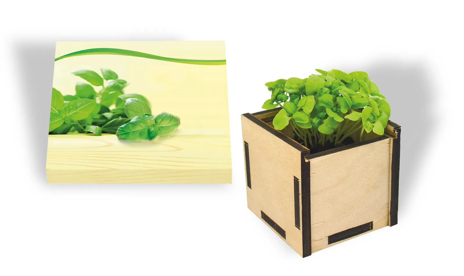 Pflanzsteckbox Green