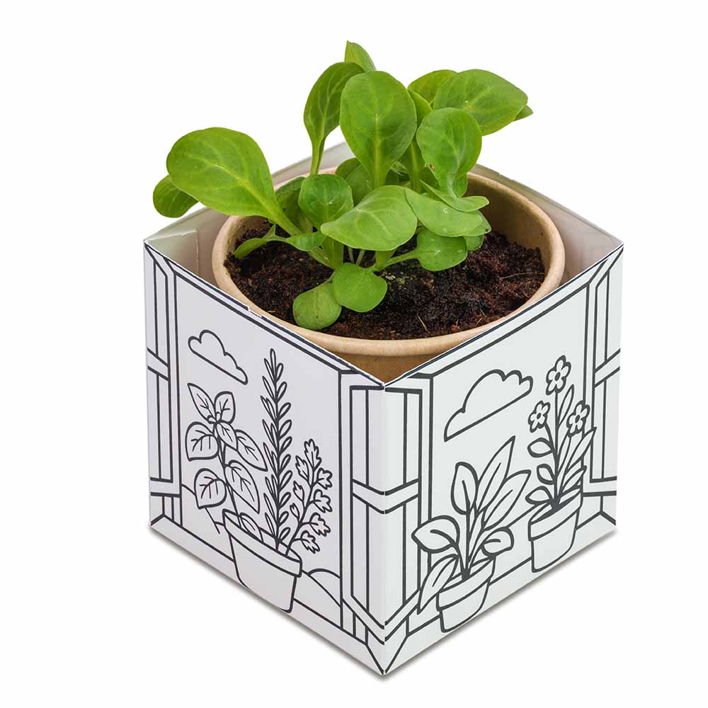 Colour & Grow House