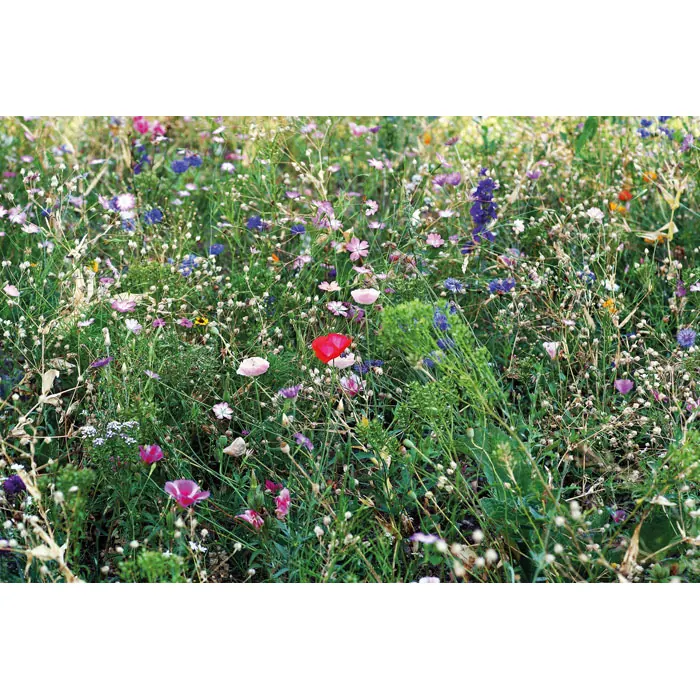 Samen Blumenmischung