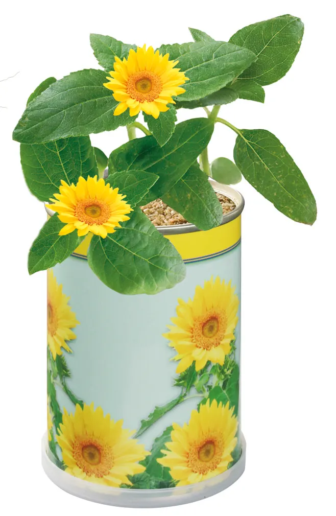 Blumendose Sonne