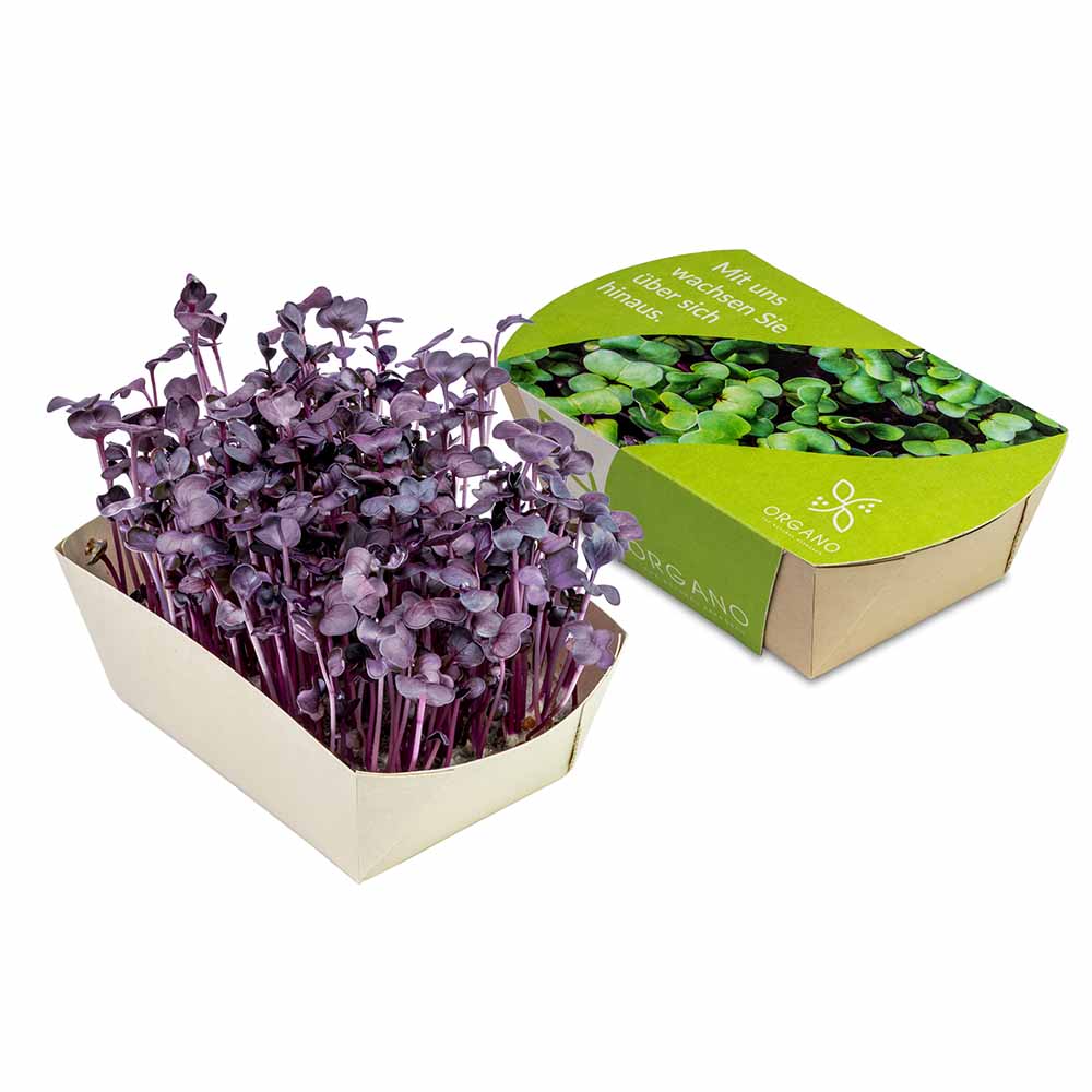 Microgreens-Gärtchen