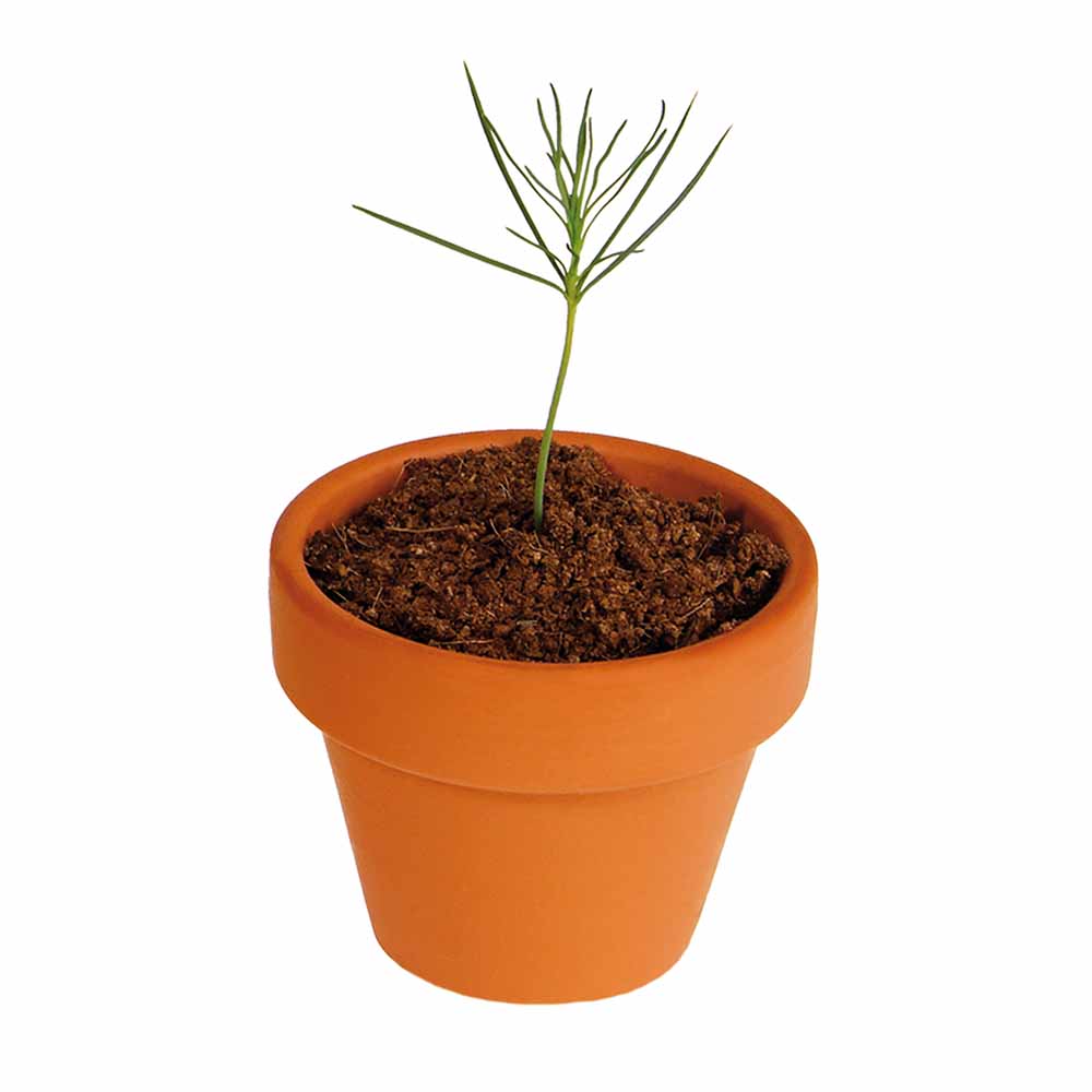 Tiny Tree - Samenset - Rotfichte
