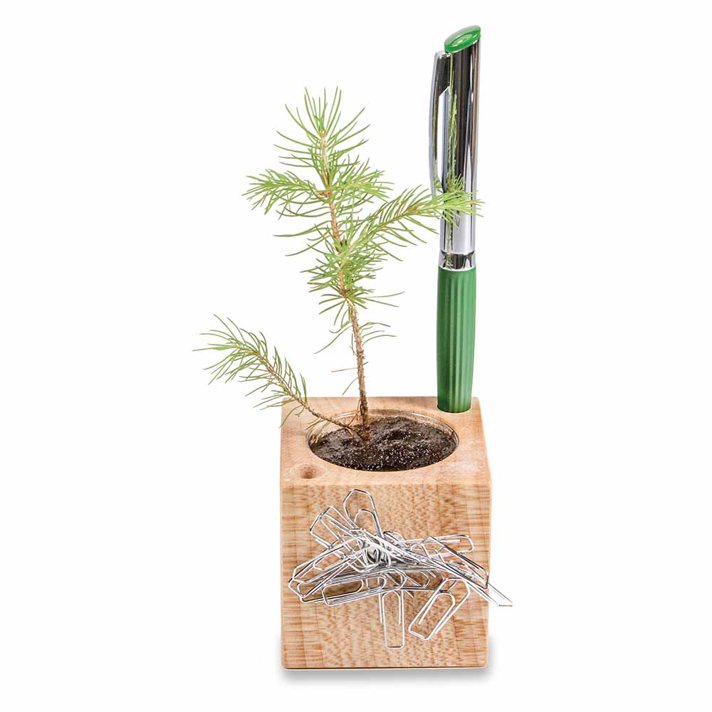 Pflanz-Holz Büro Star-Box mit Samen