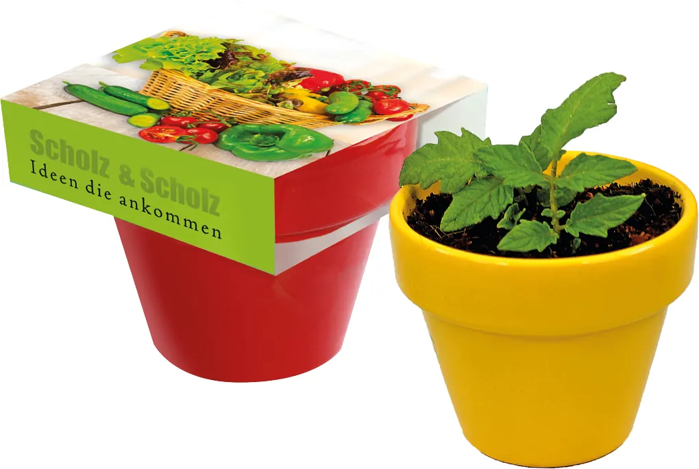Naschgemüse Colour Paprika